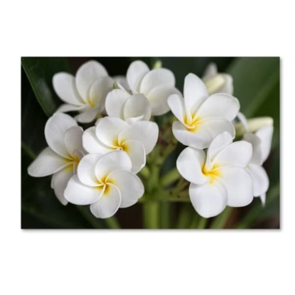 Pierre Leclerc 'Plumeria Flowers' Canvas Art, 22x32, Trademark Fine Art, Mfr#: PL0292-C2232GG